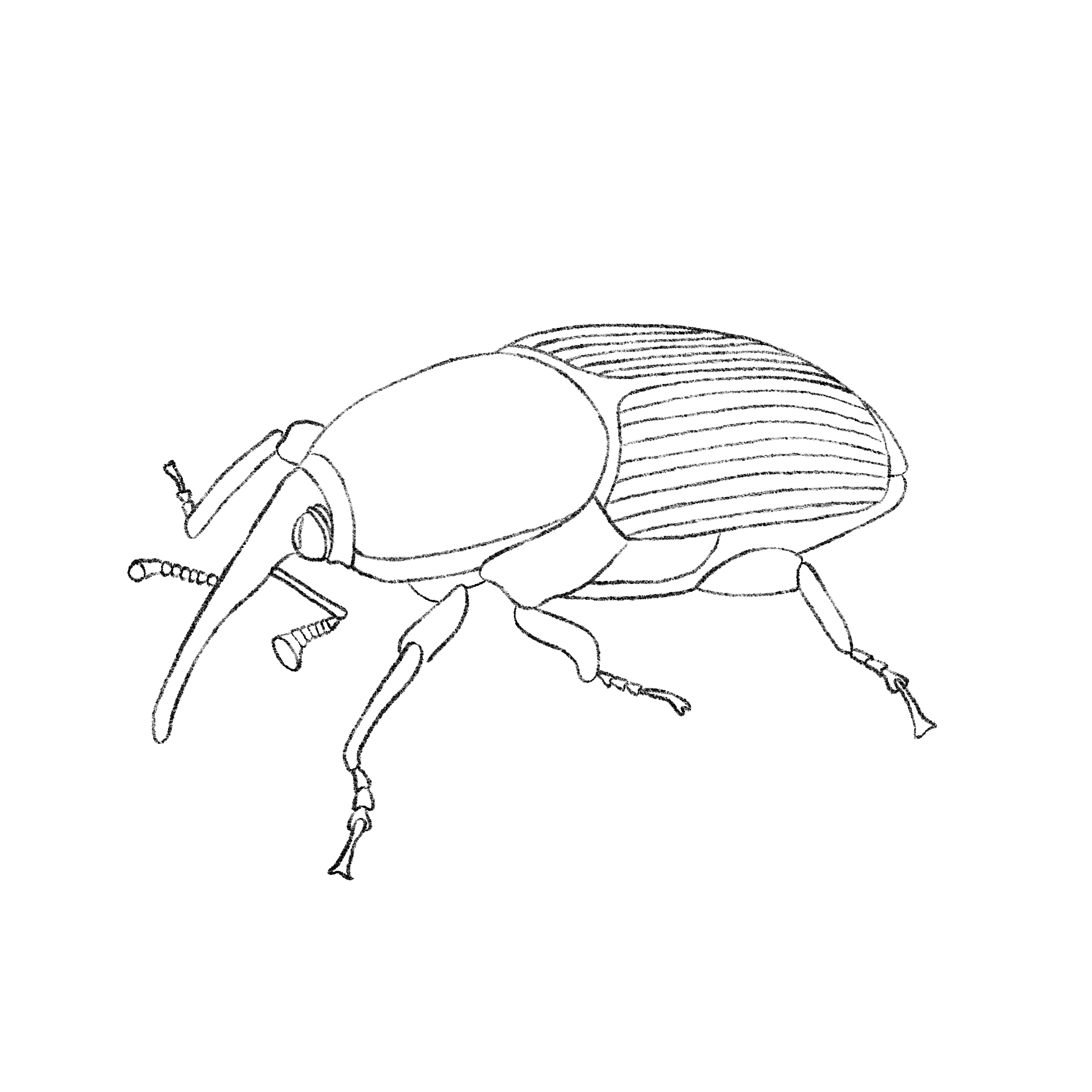 Ilustracion picudo rojo